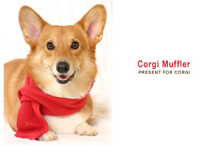 corgi club hk 哥基犬俱乐部